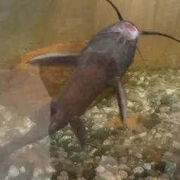 Upside-down Catfish, photo 6