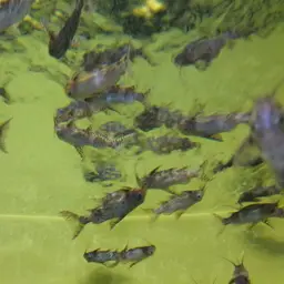 Upside-down Catfish, photo 7