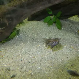 Upside-down Catfish, photo 9