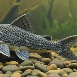 Upside-down Catfish, photo 10