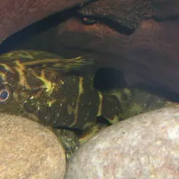 Upside-down Catfish, photo 2