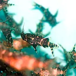Upside-down Catfish, photo 3