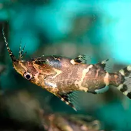 Upside-down Catfish, photo 4