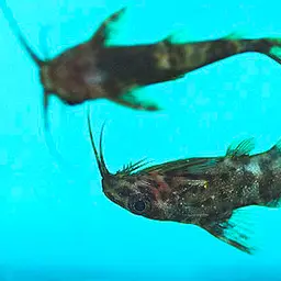 Upside-down Catfish, photo 5