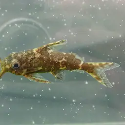 Upside-down Catfish, photo 6