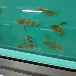 Upside-down Catfish, photo 7