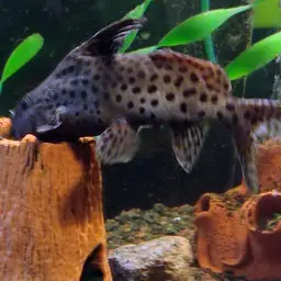 Upside-down Catfish, photo 8