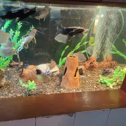 Upside-down Catfish, photo 9