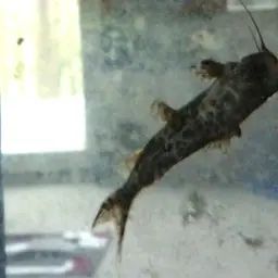 Upside-down Catfish, photo 10