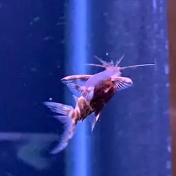 Upside-down Catfish, photo 11