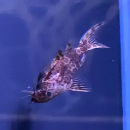 Upside-down Catfish, photo 12