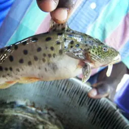 Malawi Squeaker, photo 2