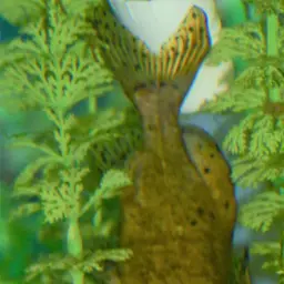 Malawi Squeaker, photo 3