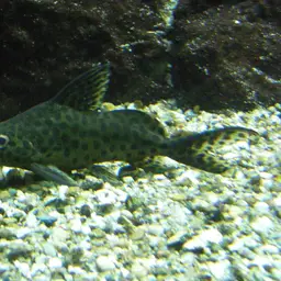 Malawi Squeaker, photo 4