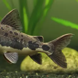 Coas Synodontis