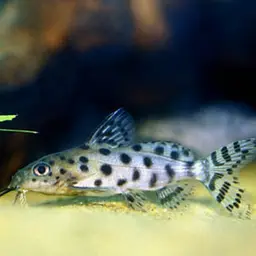 Ocellifer Catfish, photo 1