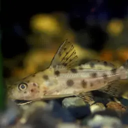 Ocellifer Catfish, photo 2
