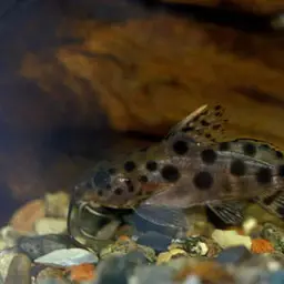 Ocellifer Catfish, photo 3