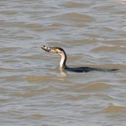Ocellifer Catfish, photo 4