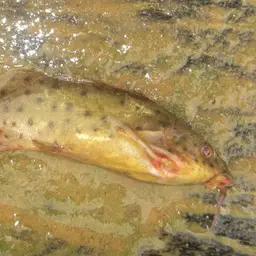 Ocellifer Catfish, photo 5