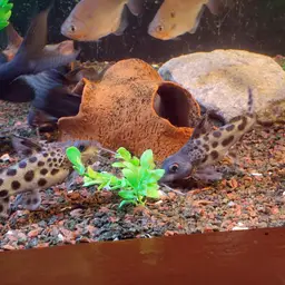 Ocellifer Catfish, photo 7
