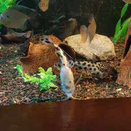 Ocellifer Catfish, photo 8