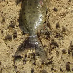 Ocellifer Catfish, photo 9