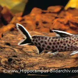 Cuckoo Catfish