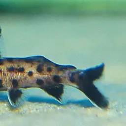 Cuckoo Catfish, photo 2