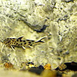 Cuckoo Catfish, photo 3