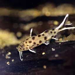 Cuckoo Catfish, photo 4