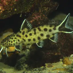 Cuckoo Catfish, photo 5