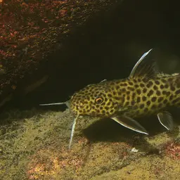 Cuckoo Catfish, photo 6