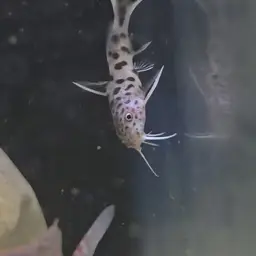 Cuckoo Catfish, photo 7