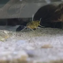 Cuckoo Catfish, photo 8