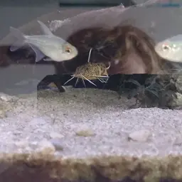 Cuckoo Catfish, photo 9