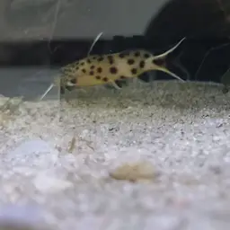 Cuckoo Catfish, photo 10