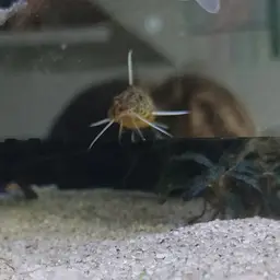 Cuckoo Catfish, photo 11