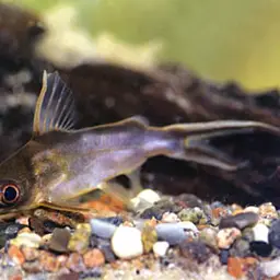 Congo Squeaker