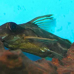 Congo Squeaker, photo 2