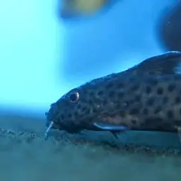 Synodontis polli, photo 2