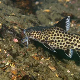 Synodontis polli, photo 1