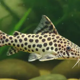 Synodontis polli, photo 3