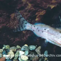 Squeaker Catfish, photo 2