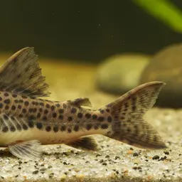 Squeaker Catfish, photo 1