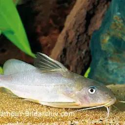 Nile squeaker, photo 1
