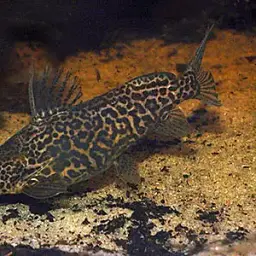 Marbled Synodontis, photo 1