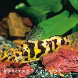 Marbled Synodontis, photo 2