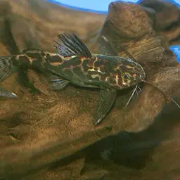 Marbled Synodontis, photo 3
