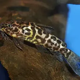 Marbled Synodontis, photo 4